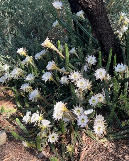 How To Get Night Blooming Cereus To Bloom | Night Blooming Cactus Flower