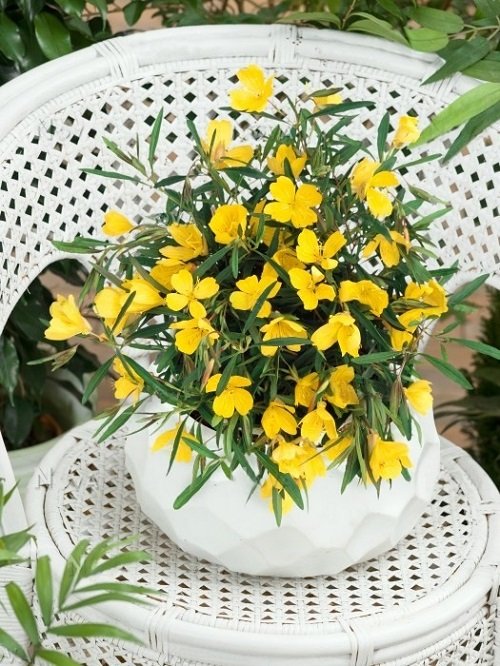 Yellow Flowering Herbs 7