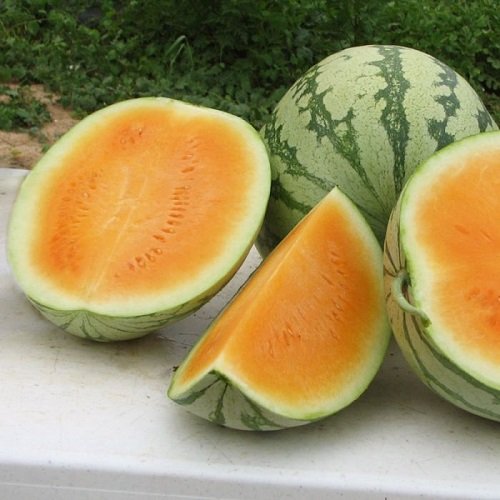 Orange Watermelons 1