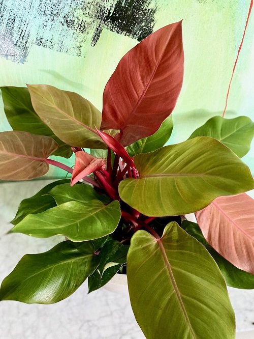 Beautiful Pink Philodendrons 7