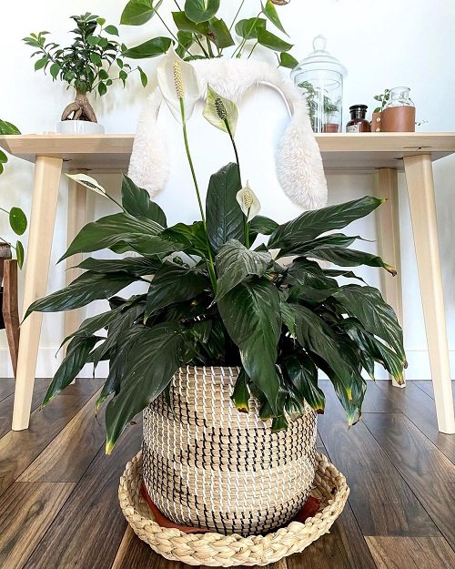 Peace Lily Brown Tips