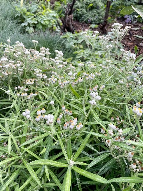 Herbs with White Flowers 11