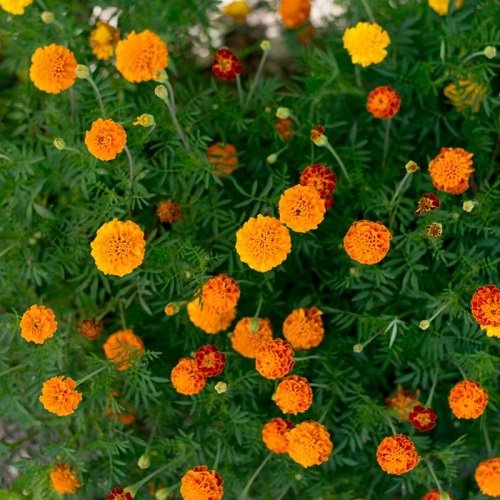 Exotic Marigold Varieties 13