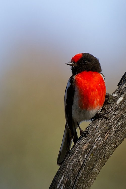 Birds with Red Chest 12