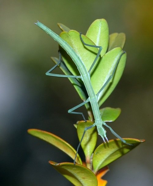 Green Bugs that Look Like Leaves 7