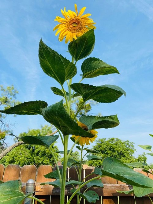  Beautiful Giant Sunflower Varieties 