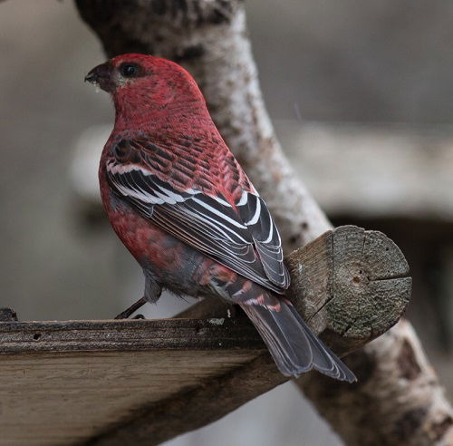 Awesome Birds with a Red Chest on tree house