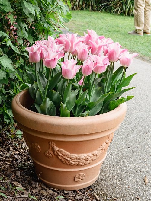 Pink Tulips 19