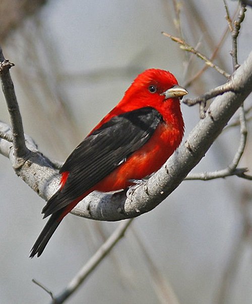 Birds with Red Chest 3