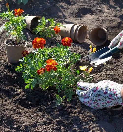 Unconventional Gardening Tricks 49