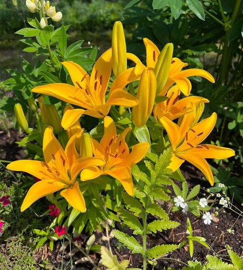 17 Different Types of Yellow Lilies + Yellow Lily Meaning