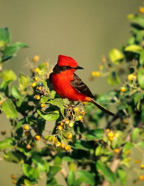 Birds with Red Chest16