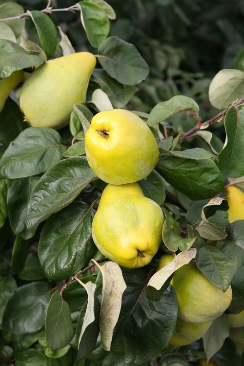 Quince Fruit 1