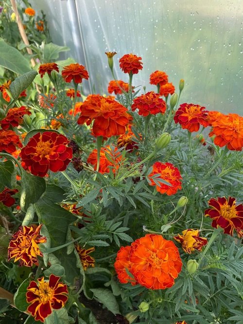 What Colors Do Marigolds Come In? Find Out! 4