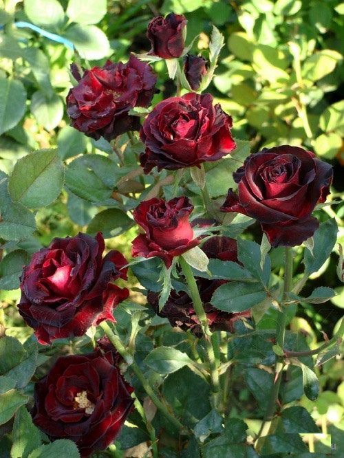Red and Black Flowers 1