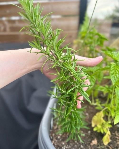 How to Grow Fragrant Rosemary 1