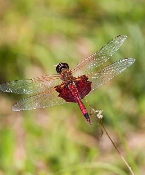 Types of Dragonfly 5
