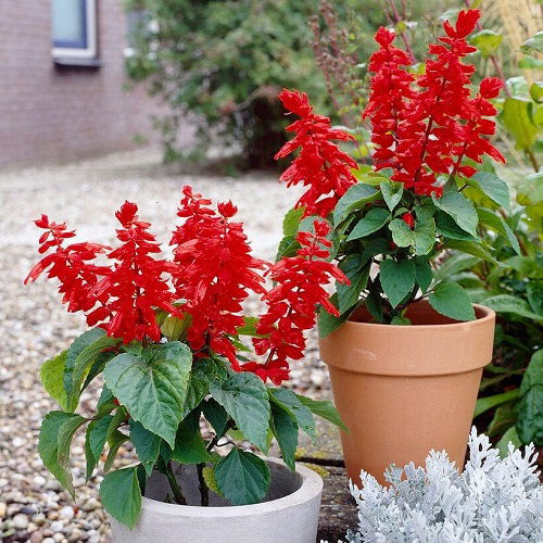 12 Best Salvias for Hummingbirds | Balcony Garden Web