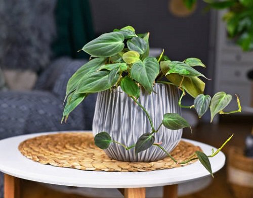 Ways to Use Philodendron 3