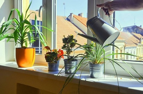 Indoor Plant Watering Tricks 11