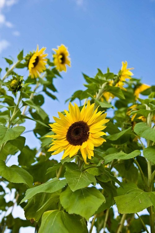 Giant Sunflower Varieties 12