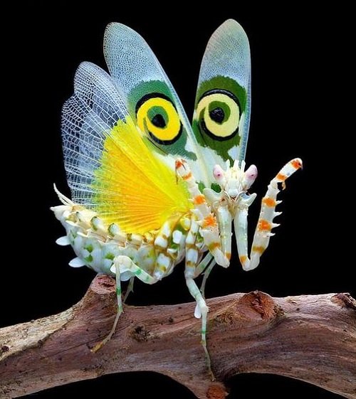 Cute Bugs 15