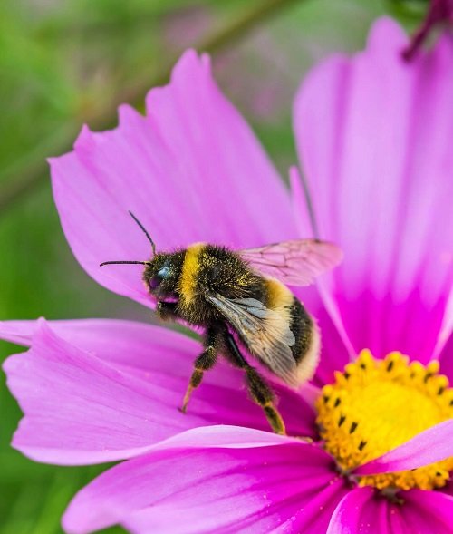 Spiritual Meaning of a Bumblebee 1