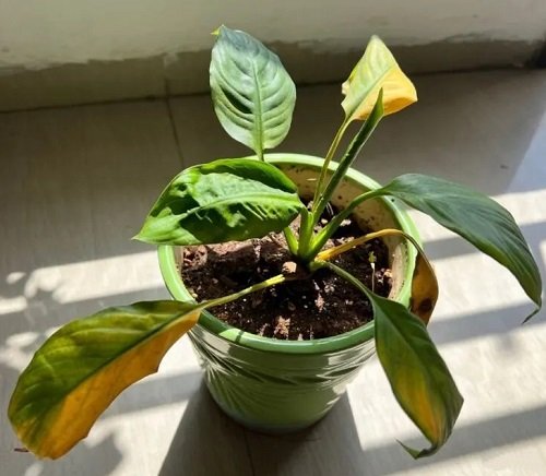 Peace Lily Brown Tips 4