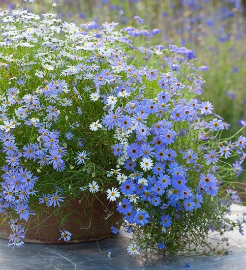 Annuals with Blue Flowers 11