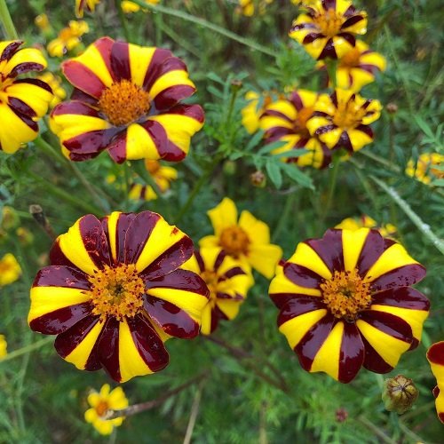 Exotic Marigold Varieties 7