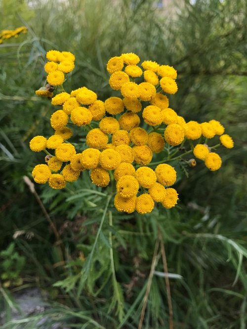 Yellow Flowering Herbs 5