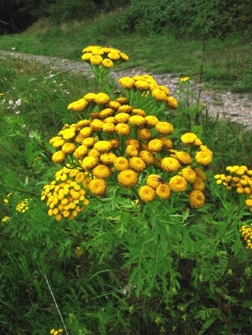 Herbs with Yellow Flowers 2