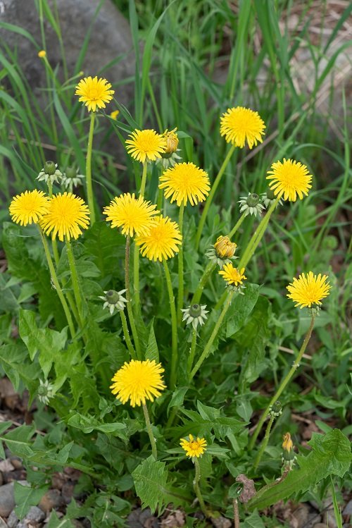 Yellow Flowering Herbs 3