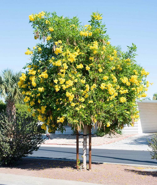 Amazing Yellow Flower tree 8