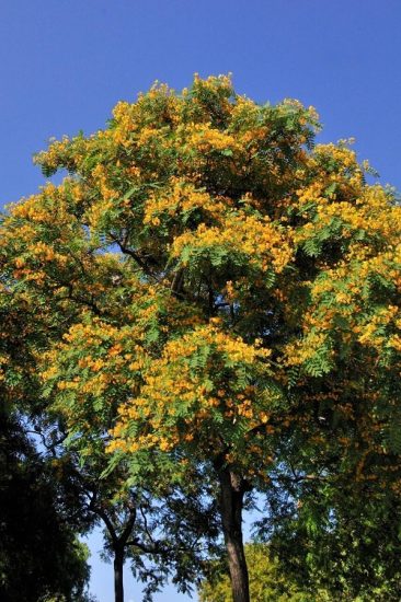 30 Beautiful Trees With Yellow Flowers 