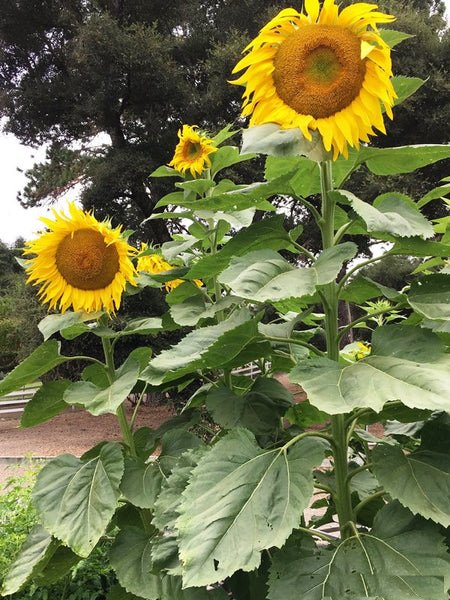 Beautiful Giant Sunflower Varieties 4