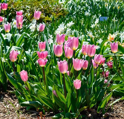 Pink Tulips 29