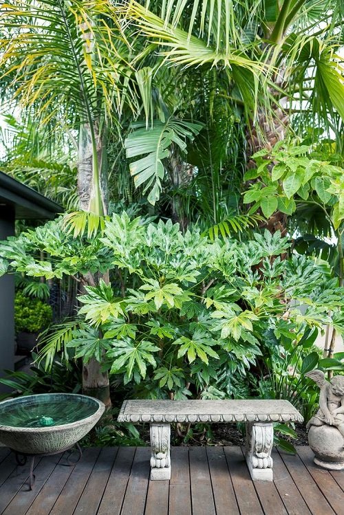 Ways to Use Philodendron 9