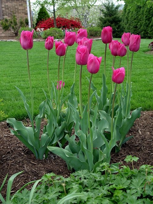 Pink Tulips 13