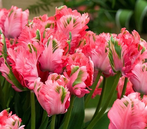 28 Stunning Pink Tulips Varieties | Pink Tulip Meaning | Balcony Garden Web