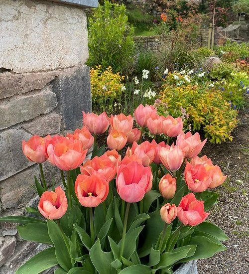 Pink Tulips 15
