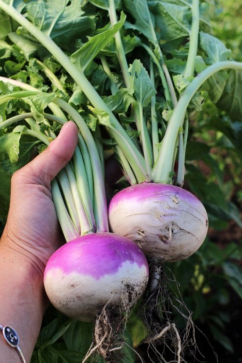 Vegetables You Can Plant in August and Harvest in September 15