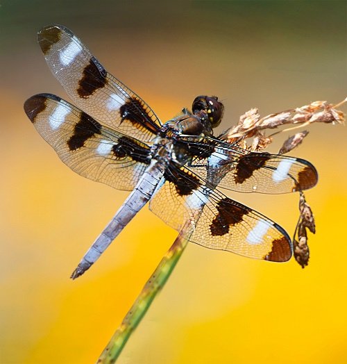 Types of Dragonfly 13