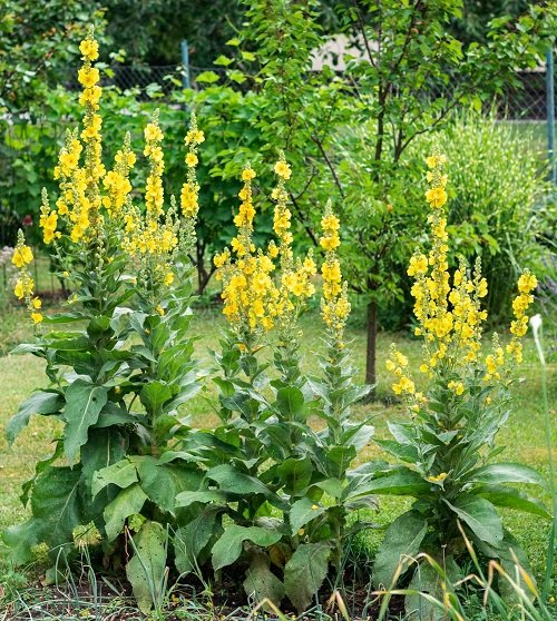  Types of Yellow Wildflowers in garden