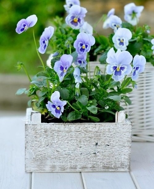 Annuals with Blue Flowers 19