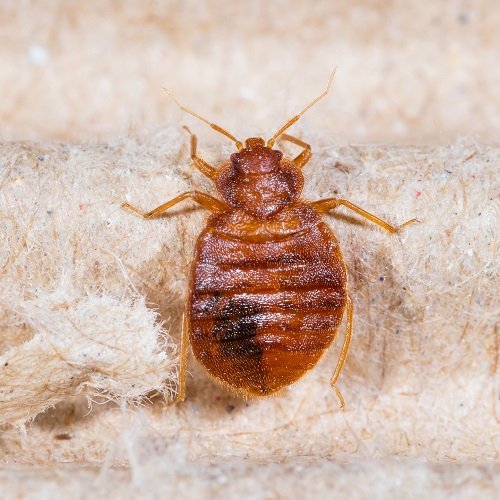 What Do Bed Bugs Look Like 1