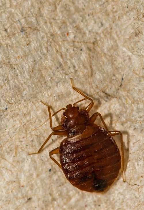 What Do Bed Bugs Look Like 2