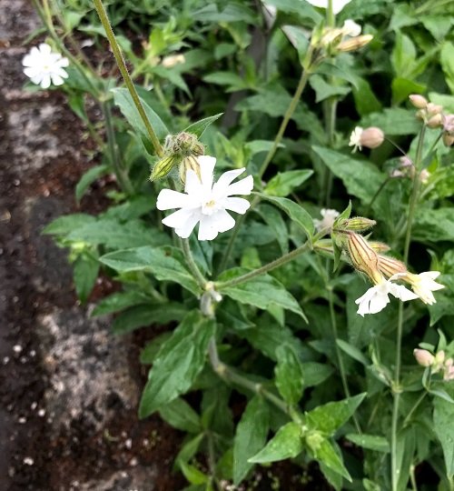 Herbs with White Flowers 13