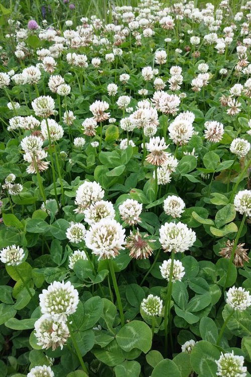 clover weed in garden