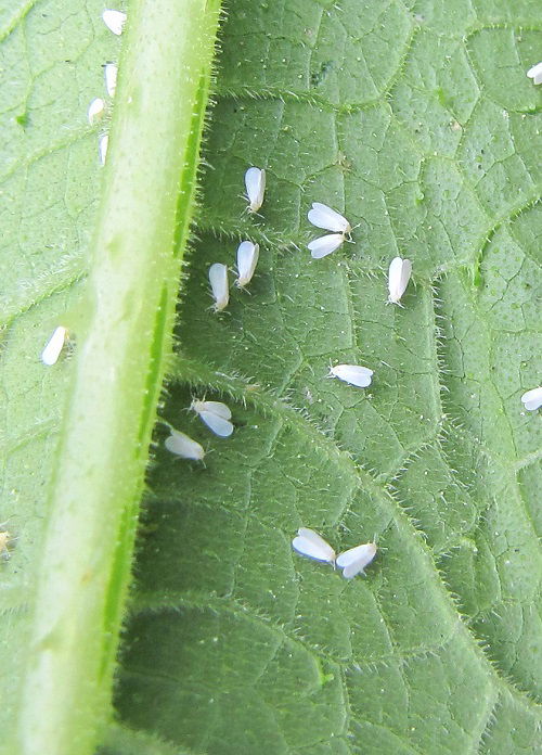 beautiful Tiny Bugs that Look Like Specks of Dirt
